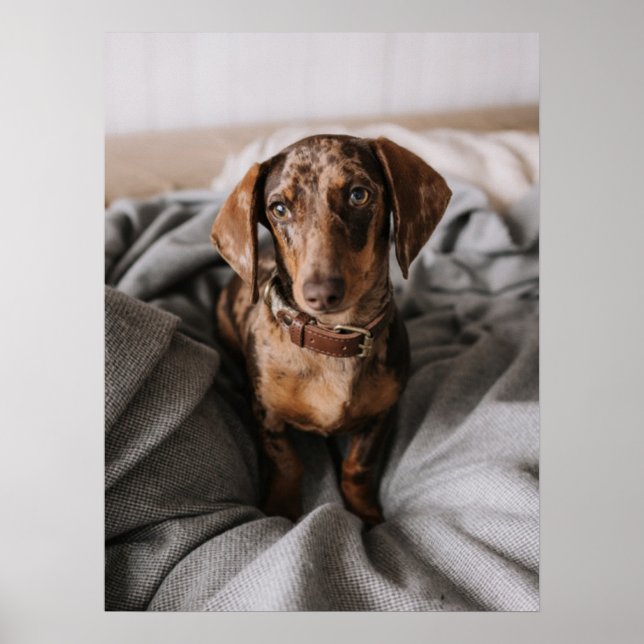 Poster Animaux de bébés cutest | Dachshund Dachshund Dach (Devant)
