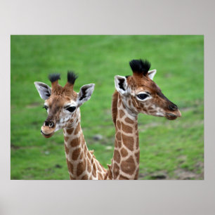 Poster Animaux de bébés cutest Deux Giraffes pour bébés