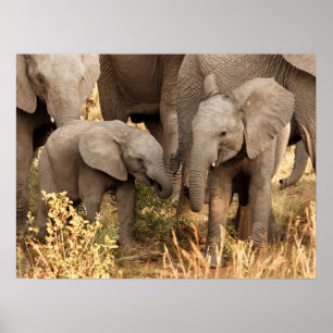 Poster Animaux de bébés cutest Deux jeunes éléphants
