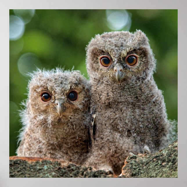 Poster Animaux de bébés cutest | Deux jeunes hiboux (Devant)