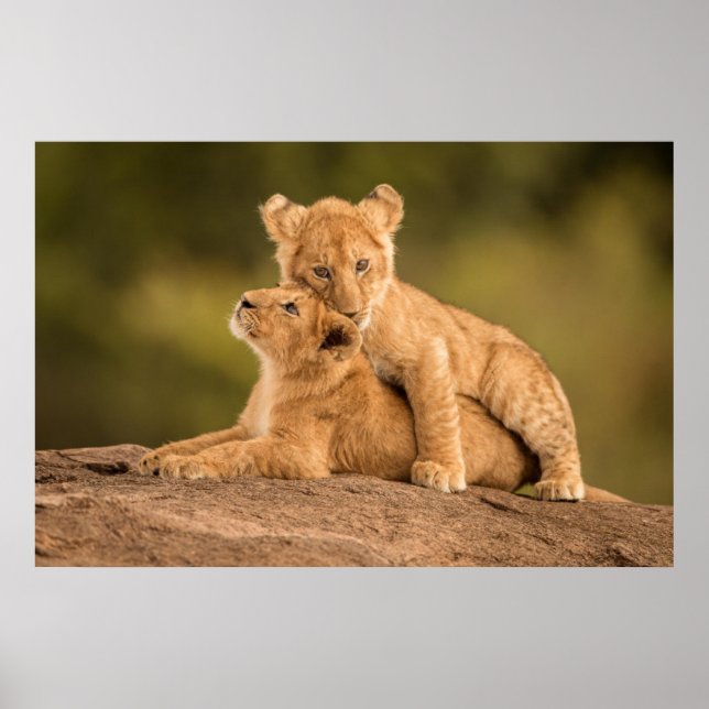 Poster Animaux de bébés cutest | Deux Lions Cubs (Devant)