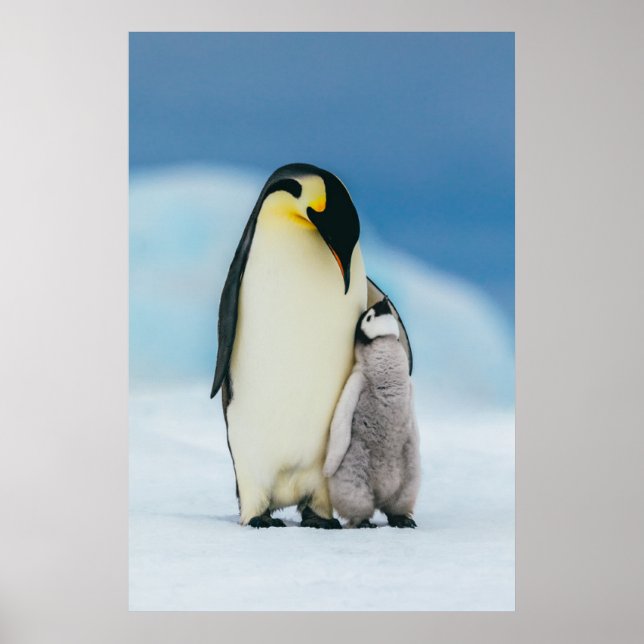 Poster Animaux de bébés cutest | Empereur Penguin Chick (Devant)