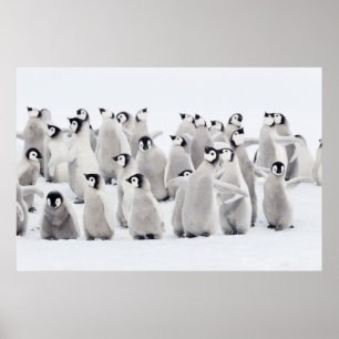 Poster Animaux de bébés cutest Empereur Penguin Chicks