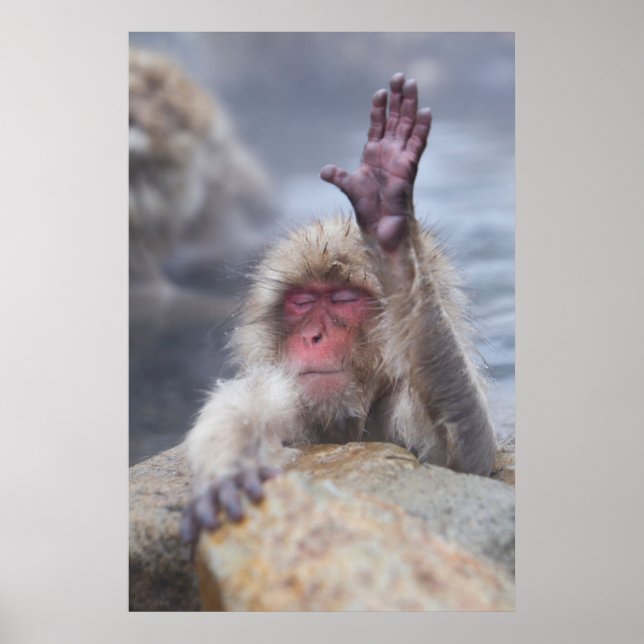 Poster Animaux de bébés cutest | Face de singe de neige (Devant)