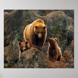 Poster Animaux de bébés cutest Famille d'ours Brown
