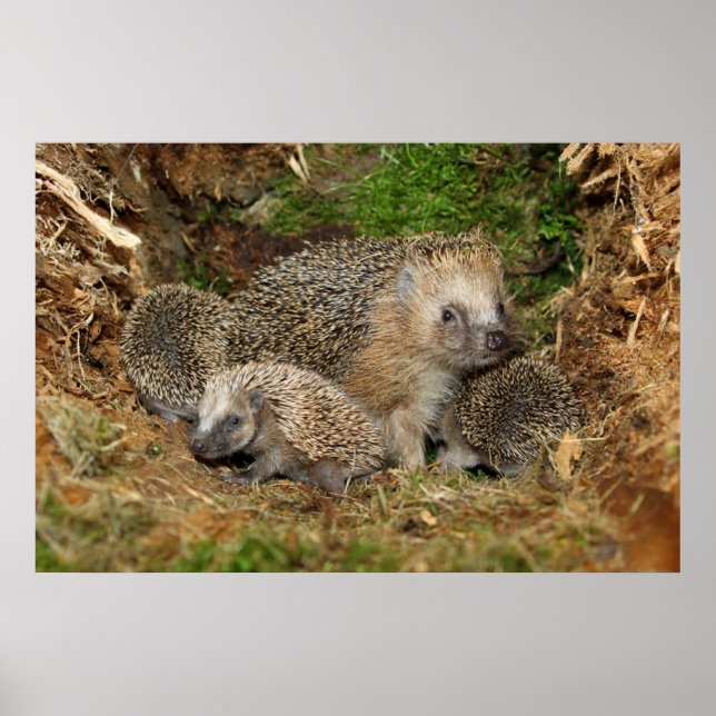Poster Animaux de bébés cutest | Famille Hérisson (Devant)