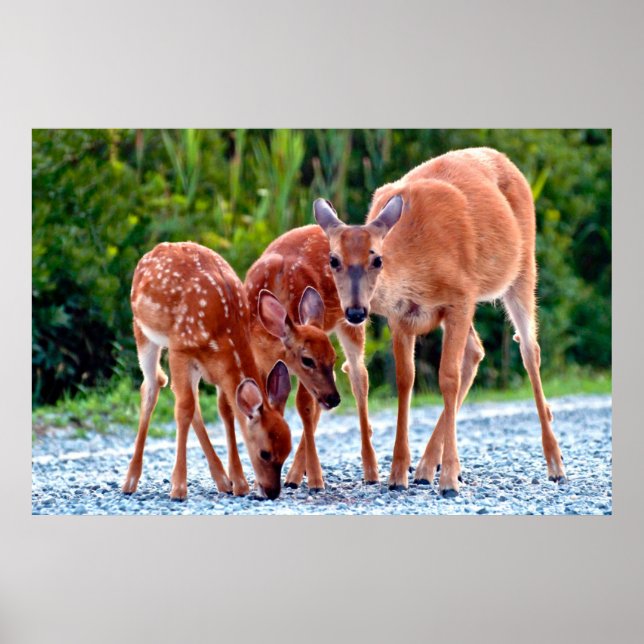 Poster Animaux de bébés cutest | Fawn with Babies (Devant)
