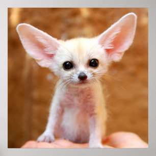 Poster Animaux de bébés cutest Fennec Fox