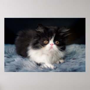 Poster Animaux de bébés cutest Fluffy B&W Kitten