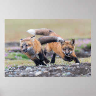 Poster Animaux de bébés cutest Fox Pups en jeu