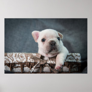 Poster Animaux de bébés cutest French Bulldog