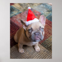 Animaux de bébés cutest | French Bulldog Christmas