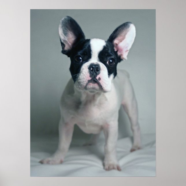 Poster Animaux de bébés cutest | French Bulldog Puppy (Devant)