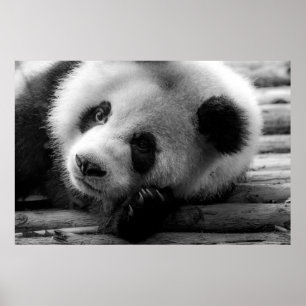 Poster Animaux de bébés cutest Giant Panda Bear Cub