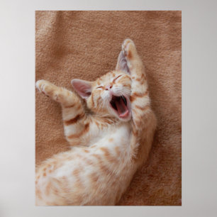 Poster Animaux de bébés cutest Ginger Kitten Yawning