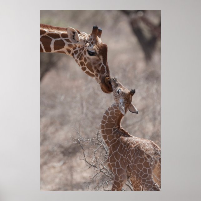 Poster Animaux de bébés cutest | Giraffe mère et bébé (Devant)