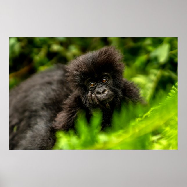 Poster Animaux de bébés cutest | Gorille des Montagnes In (Devant)
