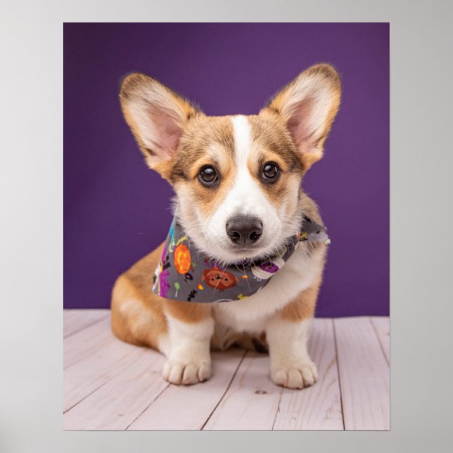Poster Animaux de bébés cutest | Halloween Corgi (Devant)