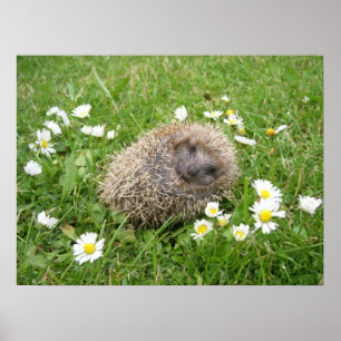 Poster Animaux de bébés cutest Hérisson espagnol