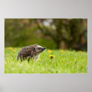 Poster Animaux de bébés cutest Hérisson européen