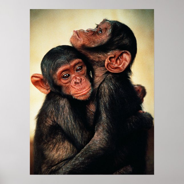 Poster Animaux de bébés cutest | Hug de chimpanzé (Devant)