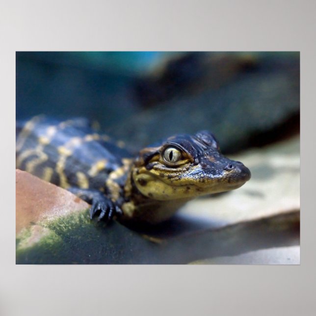 Poster Animaux de bébés cutest | Jeune alligator (Devant)