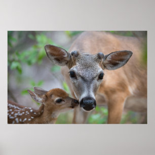 Poster Animaux de bébés cutest   Key Deer Stag & Fawn