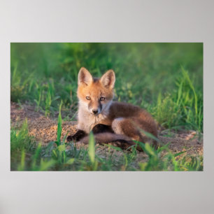 Poster Animaux de bébés cutest Kit Red Fox Relaxant