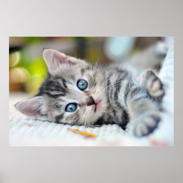 Poster Animaux de bébés cutest | Kitten aux yeux bleus (Devant)