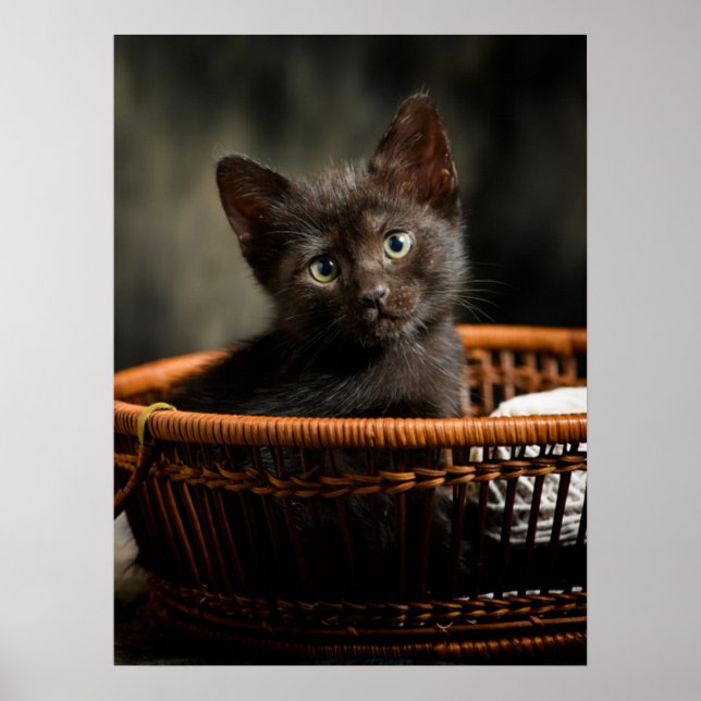Poster Animaux de bébés cutest | Kitten dans le panier (Devant)