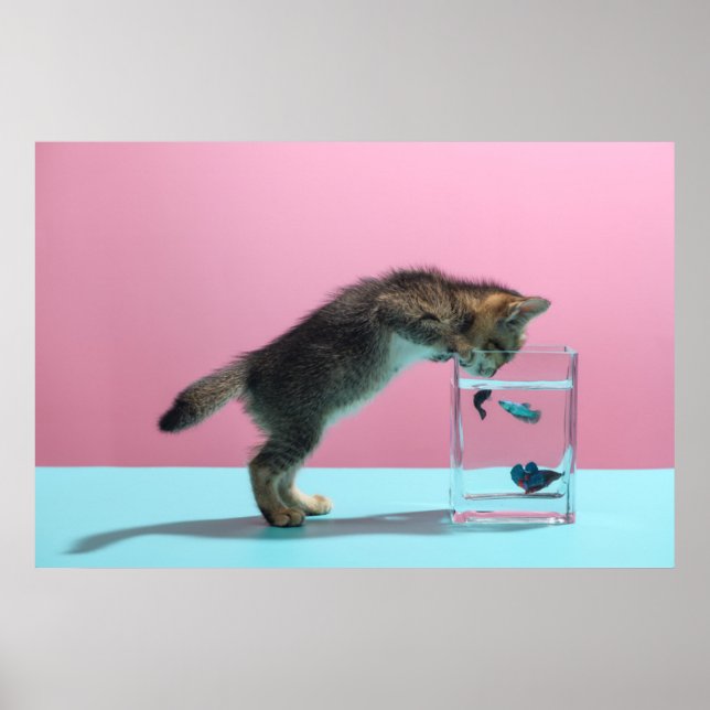 Poster Animaux de bébés cutest | Kitten En regardant le b (Devant)