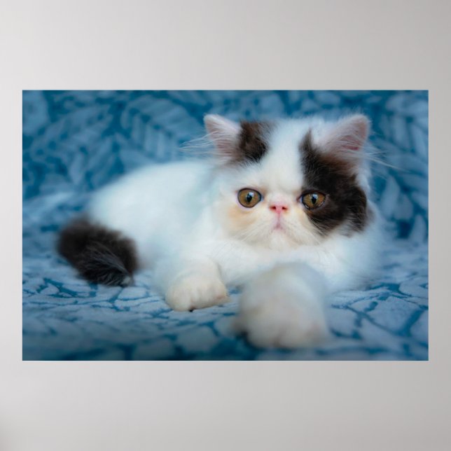 Poster Animaux de bébés cutest | Kitten noir et blanc (Devant)