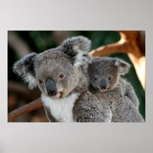 Poster Animaux de bébés cutest | Koala et Joey (Devant)