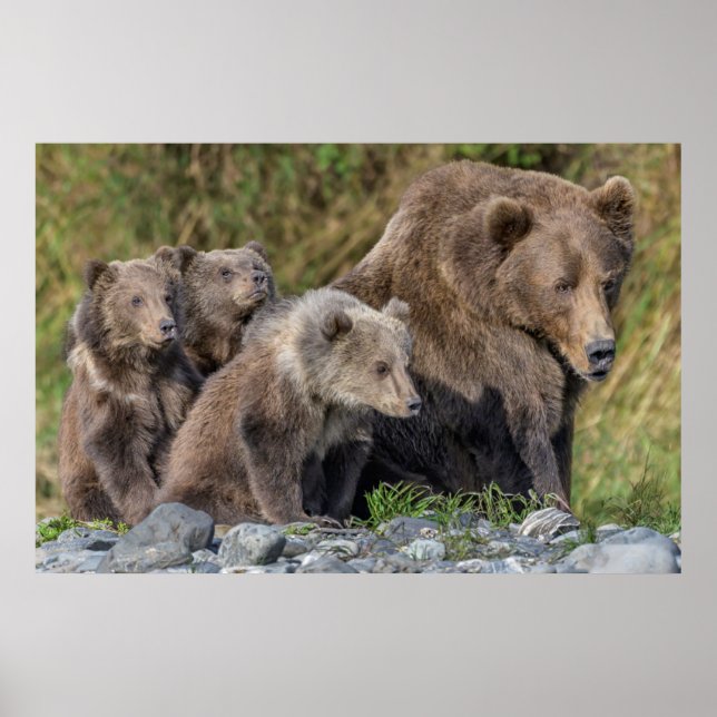 Poster Animaux de bébés cutest | Kodiak Mama Bear & Cubs (Devant)
