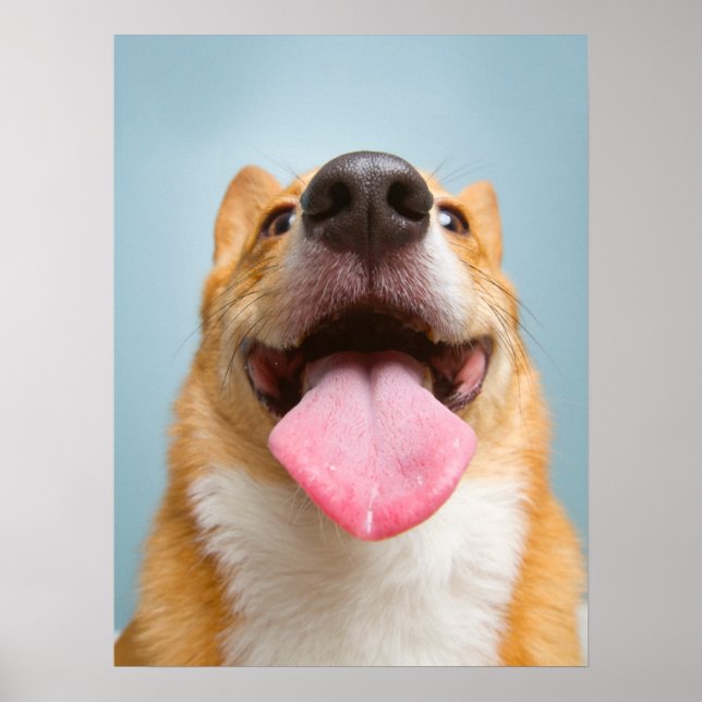 Poster Animaux de bébés cutest | Langue de Corgi (Devant)