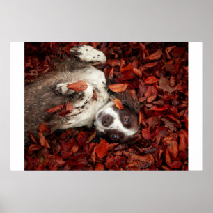 Poster Animaux de bébés cutest L'espagnol dans les feui