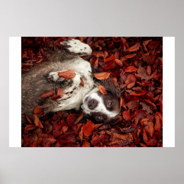 Poster Animaux de bébés cutest | L'espagnol dans les feui (Devant)