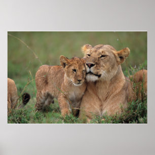 Poster Animaux de bébés cutest   Lion Cub & Mother