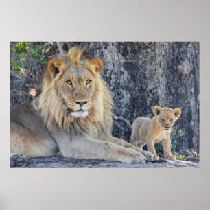 Poster Animaux de bébés cutest Lion Dad & Cub