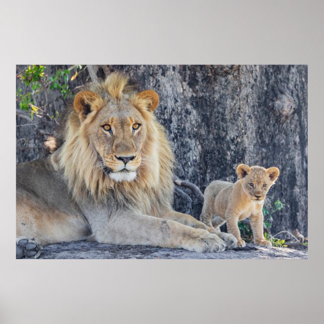 Poster Animaux de bébés cutest | Lion Dad & Cub (Devant)