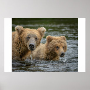 Poster Animaux de bébés cutest Mama Bear & Her Cubs