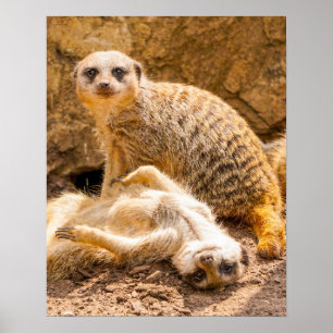 Poster Animaux de bébés cutest Meerkats joueurs