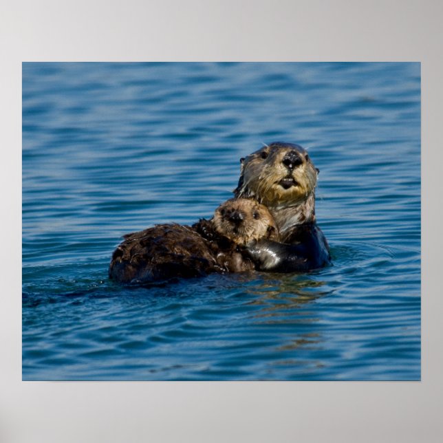 Poster Animaux de bébés cutest | Mère & Bébé Sea Otter (Devant)