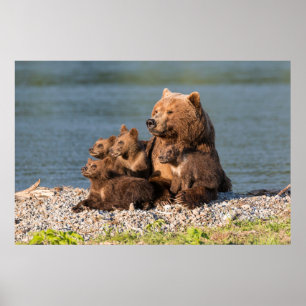 Poster Animaux de bébés cutest   Mère Ours & Cubs