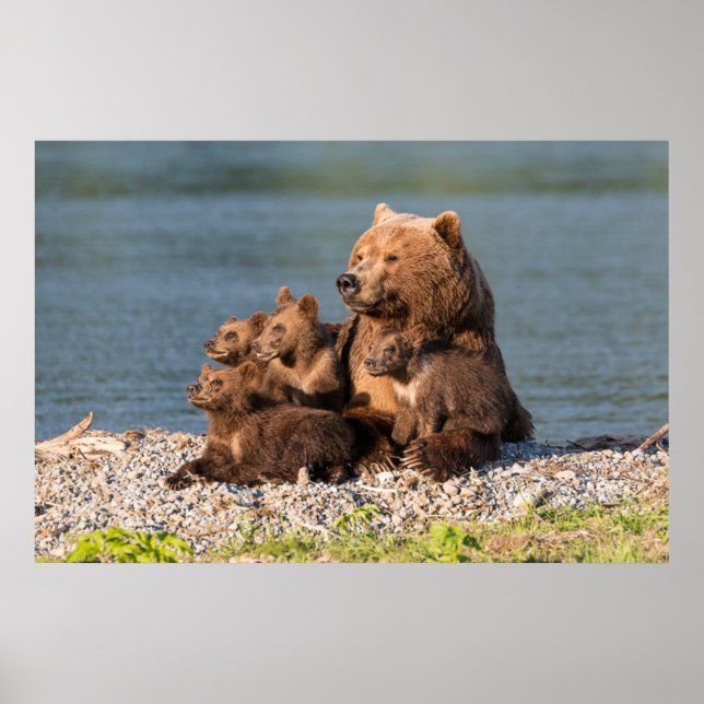 Poster Animaux de bébés cutest | Mère Ours & Cubs (Devant)