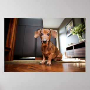 Poster Animaux de bébés cutest   Mini chiot