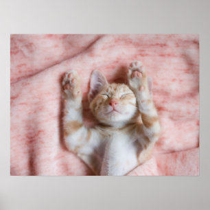 Poster Animaux de bébés cutest Minuscule chaton rayé or