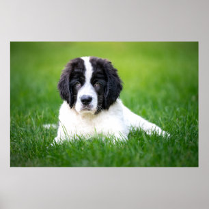 Poster Animaux de bébés cutest   Newfoundland Puppy