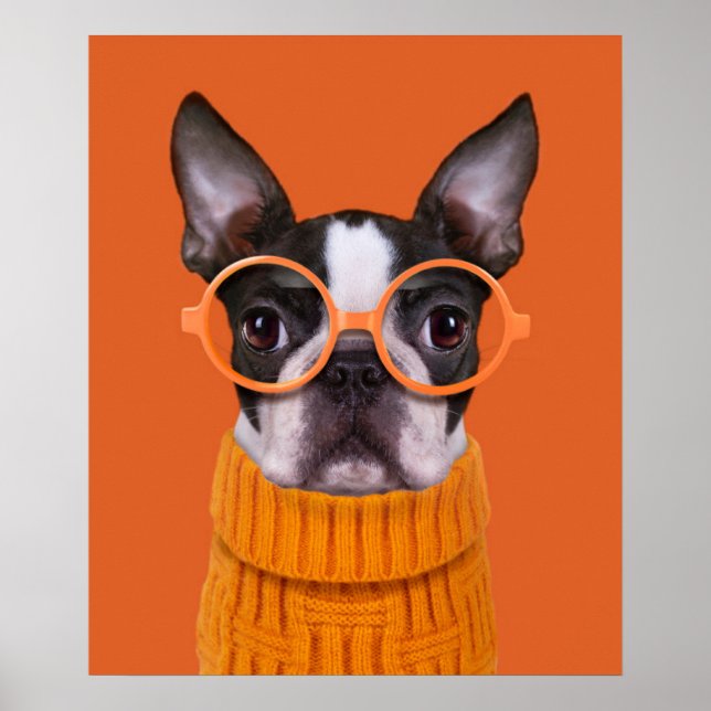 Poster Animaux de bébés cutest | Orange Boston Terrier (Devant)