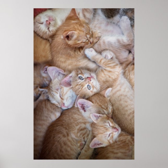 Poster Animaux de bébés cutest | Orange Kitten Pile (Devant)